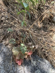 Heuchera glomerulata
