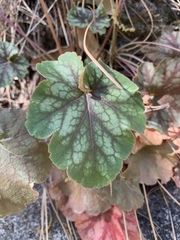 Heuchera glomerulata