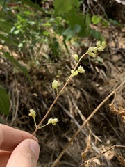 Heuchera glomerulata