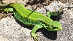Liolaemus cyanogaster