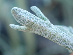 Chaenactis suffrutescens