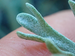 Chaenactis suffrutescens