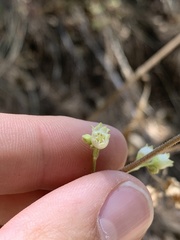 Heuchera glomerulata