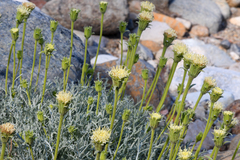 Chaenactis suffrutescens