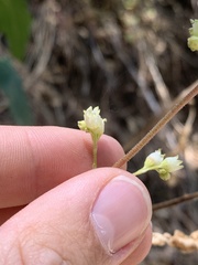 Heuchera glomerulata