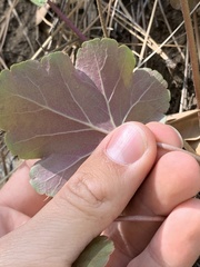 Heuchera glomerulata
