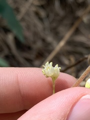 Heuchera glomerulata