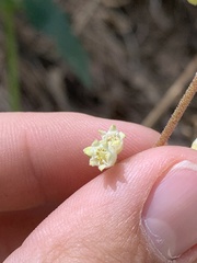 Heuchera glomerulata
