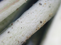 Chaenactis suffrutescens