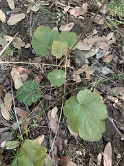 Heuchera glomerulata