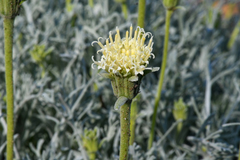 Chaenactis suffrutescens