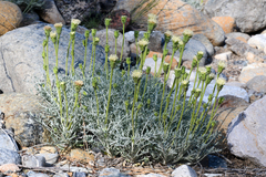 Chaenactis suffrutescens