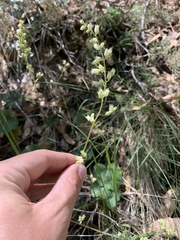 Heuchera glomerulata