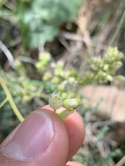 Heuchera glomerulata