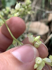 Heuchera glomerulata
