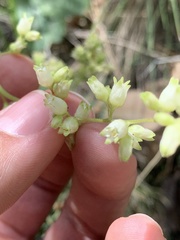 Heuchera glomerulata