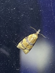 Cenopis diluticostana