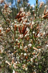 Lysinema pentapetalum