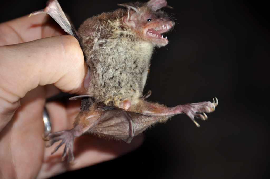 Rickett's Big-Footed Bat