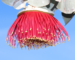 Eucalyptus rhodantha