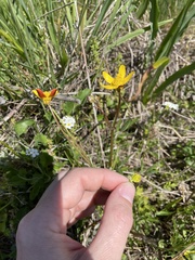 Ranunculus orthorhynchus
