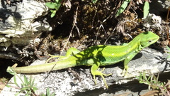 Liolaemus cyanogaster