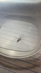 Cithaeron praedonius