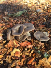 Clitocybe metachroa
