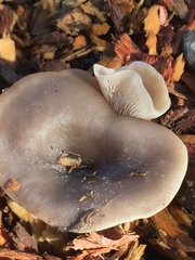 Clitocybe metachroa