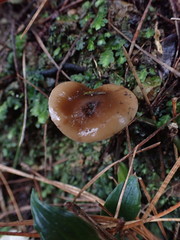 Agaricales