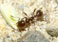 Chelaner antarcticus