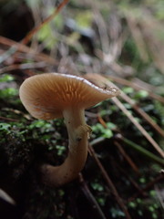 Agaricales