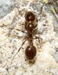 Chelaner antarcticus