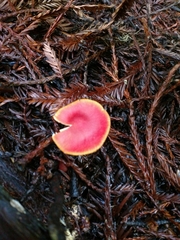 Hygrocybe marchii