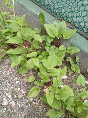 Campanula rapunculoides
