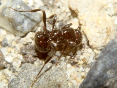 Chelaner antarcticus