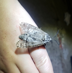 Prionoxystus macmurtrei