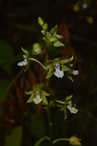 Paradisanthus