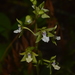 Paradisanthus micranthus - Photo 由 Liu Idárraga Orozco 所上傳的 (c) Liu Idárraga Orozco，保留部份權利CC BY-NC