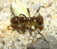 Chelaner antarcticus