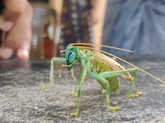 Eugryllacris panteli