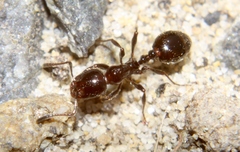 Chelaner antarcticus