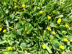 Trifolium dubium