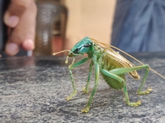 Eugryllacris panteli