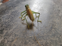 Eugryllacris panteli