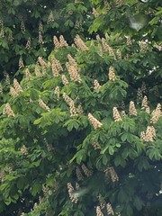 Aesculus hippocastanum