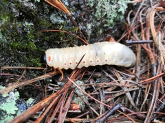 Coleoptera
