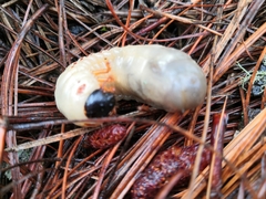 Coleoptera
