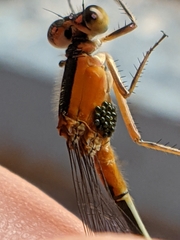 Arrenurus