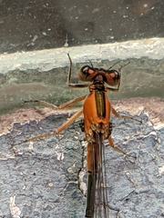 Arrenurus